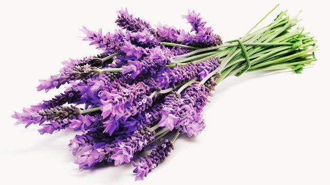 642x361_What_Lavender_Can_Do_for_You