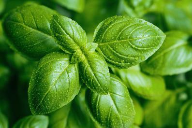 basil-with-wet-leaves